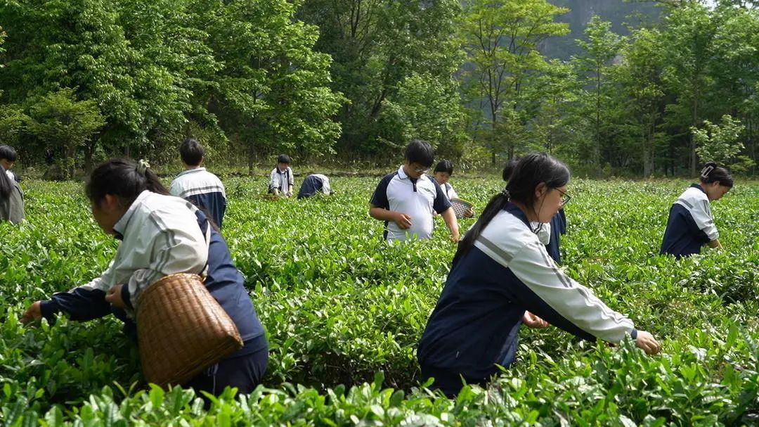 桑植职中：产教融合育匠才 茶香浸润实践路