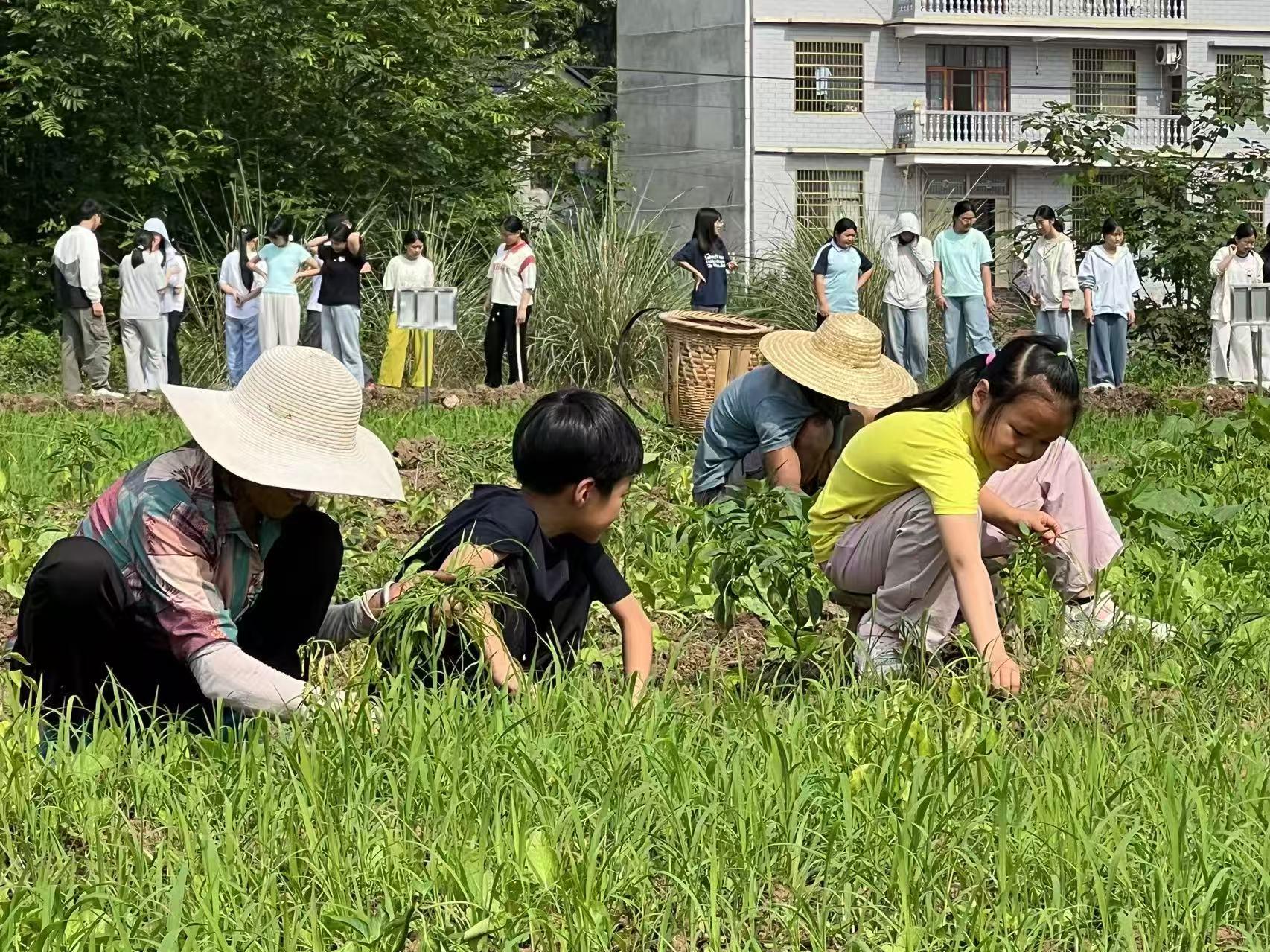 课堂搬进“田间地头” 芙蓉学校学子劳动实践基地里快乐“学农”